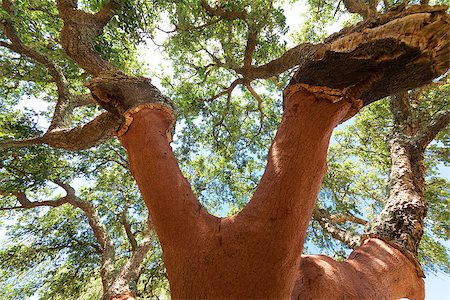 peeling bark - Peeled cork oaks tree on blue sky background Stock Photo - Budget Royalty-Free & Subscription, Code: 400-07113265