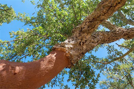 peeling bark - Peeled cork oaks tree on blue sky background Stock Photo - Budget Royalty-Free & Subscription, Code: 400-07113267