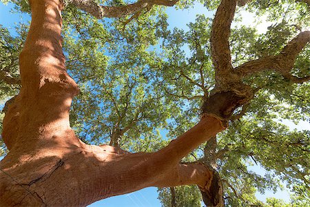 peeling bark - Peeled cork oaks tree on blue sky background Stock Photo - Budget Royalty-Free & Subscription, Code: 400-07113263