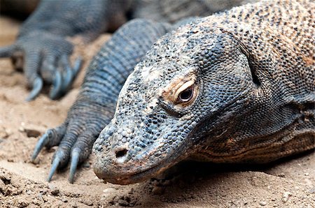 The Komodo dragon, also known as the Komodo monitor Stock Photo - Budget Royalty-Free & Subscription, Code: 400-07124171