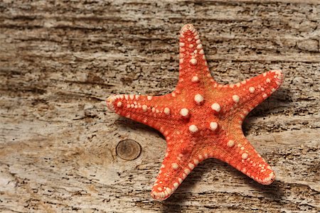 simsearch:400-06857057,k - red starfish close up on wood Stock Photo - Budget Royalty-Free & Subscription, Code: 400-07124415
