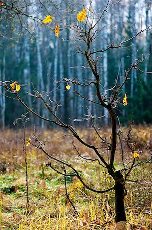 simsearch:696-03394776,k - Late autumn. Rare yellow oak leaves on a small tree Photographie de stock - Aubaine LD & Abonnement, Code: 400-07124450