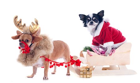 simsearch:400-04149556,k - chihuahuas and sledge in front of white background Stock Photo - Budget Royalty-Free & Subscription, Code: 400-07124918