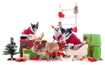 simsearch:400-04149556,k - christmas chihuahuas in front of white background Stock Photo - Budget Royalty-Free & Subscription, Code: 400-07124934