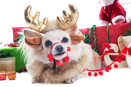 simsearch:400-04149556,k - reindeer chihuahua in front of white background Stock Photo - Budget Royalty-Free & Subscription, Code: 400-07124935