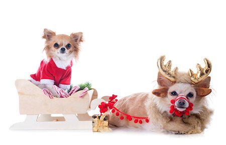 simsearch:400-04149556,k - chihuahuas and sledge in front of white background Stock Photo - Budget Royalty-Free & Subscription, Code: 400-07124936