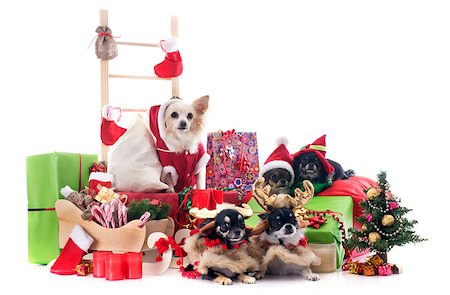 simsearch:400-04149556,k - christmas chihuahuas in front of white background Stock Photo - Budget Royalty-Free & Subscription, Code: 400-07124932