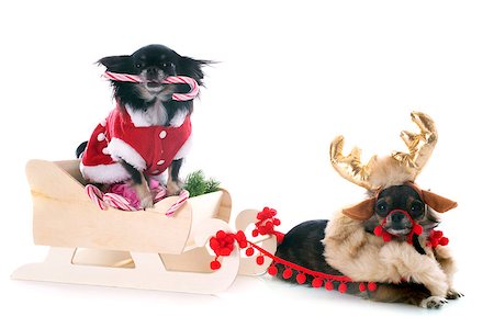simsearch:400-04149556,k - chihuahuas and sledge in front of white background Stock Photo - Budget Royalty-Free & Subscription, Code: 400-07125125