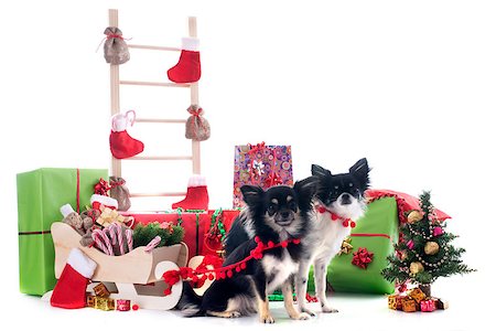 simsearch:400-04149556,k - christmas chihuahuas in front of white background Stock Photo - Budget Royalty-Free & Subscription, Code: 400-07125138