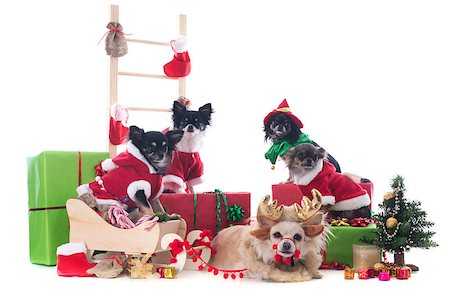 simsearch:400-04149556,k - christmas chihuahuas in front of white background Stock Photo - Budget Royalty-Free & Subscription, Code: 400-07125139
