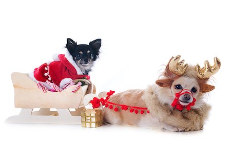 simsearch:400-04149556,k - chihuahuas and sledge in front of white background Stock Photo - Budget Royalty-Free & Subscription, Code: 400-07125140