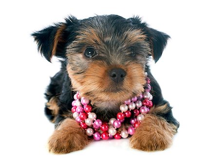 simsearch:400-07421530,k - puppy yorkshire terrier in front of white background Stock Photo - Budget Royalty-Free & Subscription, Code: 400-07125358