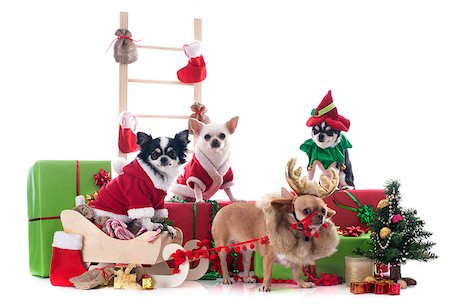 simsearch:400-04149556,k - christmas chihuahuas in front of white background Stock Photo - Budget Royalty-Free & Subscription, Code: 400-07125388