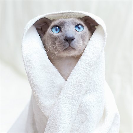 egyptian sphynx cat - funny hairless oriental cat in towel, peterbald Stock Photo - Budget Royalty-Free & Subscription, Code: 400-07123135