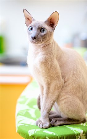 egyptian sphynx cat - cute hairless oriental cat close up, peterbald Stock Photo - Budget Royalty-Free & Subscription, Code: 400-07123136