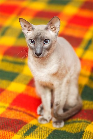 egyptian sphynx cat - cute hairless oriental cat close up, peterbald Stock Photo - Budget Royalty-Free & Subscription, Code: 400-07123133