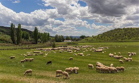 simsearch:400-05724021,k - Herd of Andalusian sheep grazing in a green meadow Stock Photo - Budget Royalty-Free & Subscription, Code: 400-07123642