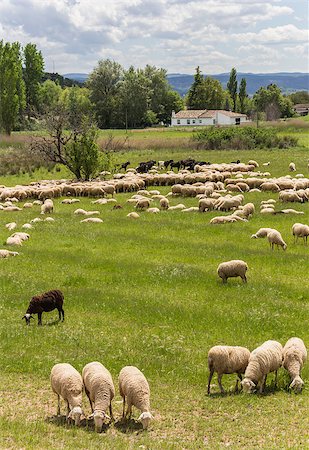 simsearch:400-05724021,k - Herd of Andalusian sheep grazing in a green meadow Stock Photo - Budget Royalty-Free & Subscription, Code: 400-07123651
