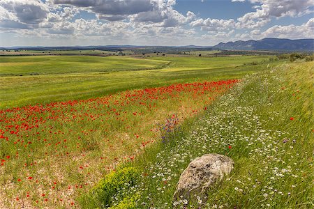 Red poppies and stone in Andalusia, Spain Stock Photo - Budget Royalty-Free & Subscription, Code: 400-07123652