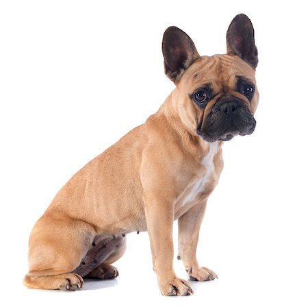 simsearch:400-07421530,k - portrait of a purebred french bulldogin front of white background Stock Photo - Budget Royalty-Free & Subscription, Code: 400-07137791