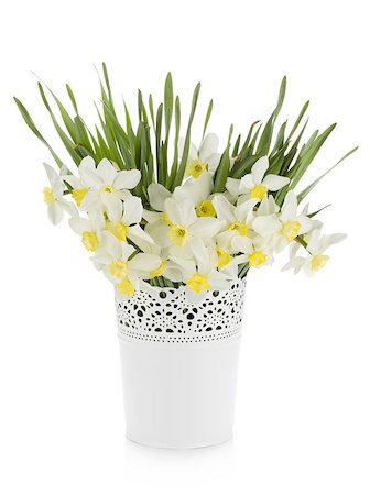 Bouquet of white daffodils in flowerpot. Isolated on white background Stock Photo - Budget Royalty-Free & Subscription, Code: 400-07165510