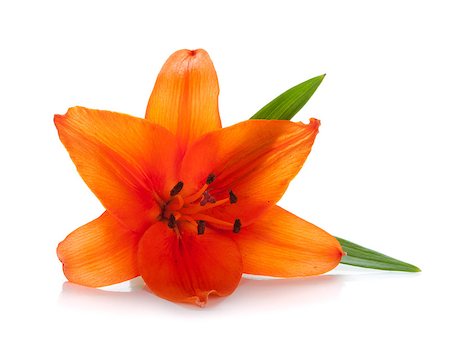 Orange lily. Isolated on white background Stock Photo - Budget Royalty-Free & Subscription, Code: 400-07165555