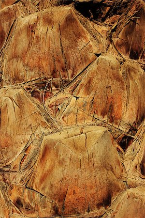 peeling bark - old trunk of the palm tree background Stock Photo - Budget Royalty-Free & Subscription, Code: 400-07168296