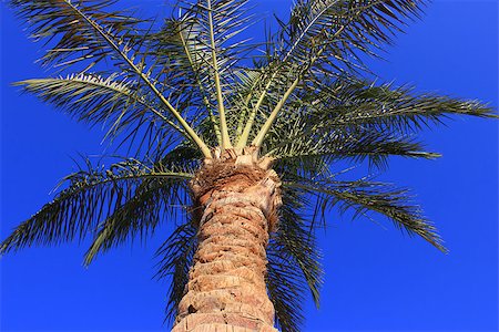 peeling bark - Palm tree at sunset light Stock Photo - Budget Royalty-Free & Subscription, Code: 400-07168298