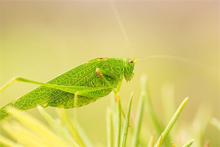 Grasshopper is a list of the grass Photographie de stock - Aubaine LD & Abonnement, Code: 400-07169193