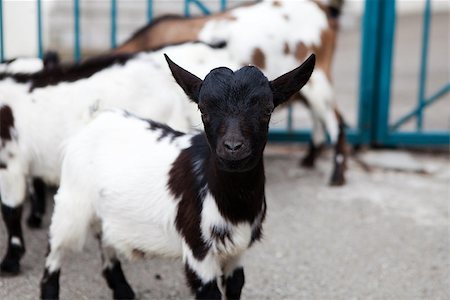 simsearch:400-05294140,k - baby goat outdoors Stock Photo - Budget Royalty-Free & Subscription, Code: 400-07169744
