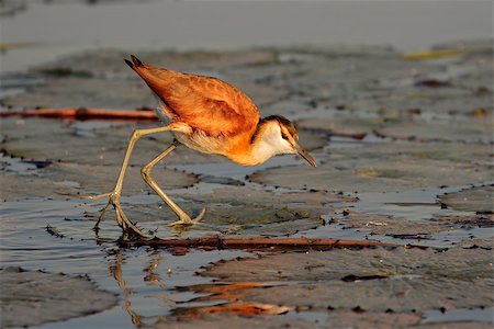 ecoshow (artist) - African Jacana (Actophilornis africana) on a water lily leaf, southern Africa Stock Photo - Budget Royalty-Free & Subscription, Code: 400-07170340