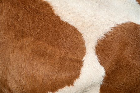 Bright and detailed cow hide texture Stock Photo - Budget Royalty-Free & Subscription, Code: 400-07171167
