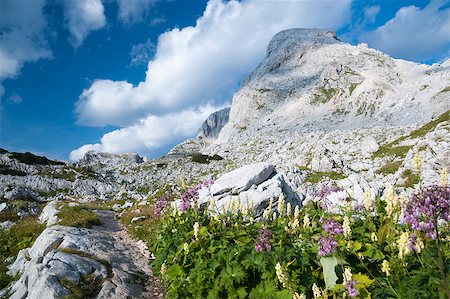 Triglav Lakes Valley with flowers in the foreground, mountain peak in the background. Stock Photo - Budget Royalty-Free & Subscription, Code: 400-07208097