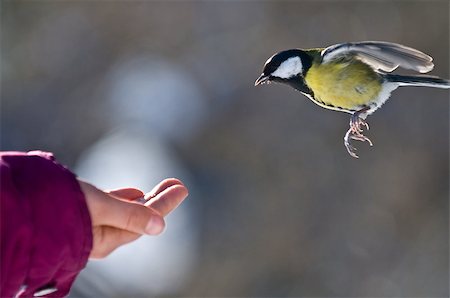 flying bird human hand - The tit is flying to one's hand. The person intends to feed a bird. Stock Photo - Budget Royalty-Free & Subscription, Code: 400-07208468