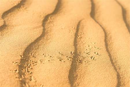 saharan - Running scarab on sand dunes in desert at sunset. Thar desert or Great Indian desert. Stock Photo - Budget Royalty-Free & Subscription, Code: 400-07208849