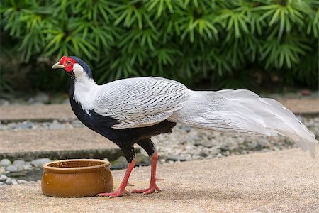 Male silver pheasant (Lophura nycthemera) near feeder and with green plants on background Stock Photo - Budget Royalty-Free & Subscription, Code: 400-07208841