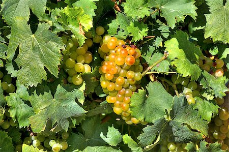simsearch:400-06923729,k - Ripe bunch of grapes between vine leaves in the vineyards of Piedmont region in Northern Italy. Stock Photo - Budget Royalty-Free & Subscription, Code: 400-07209187