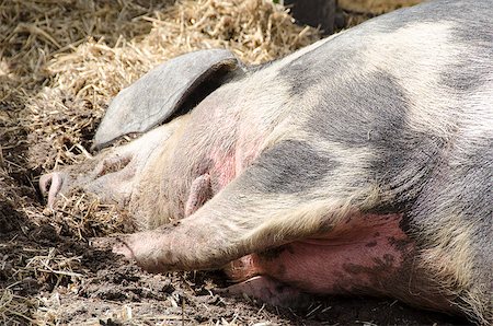 simsearch:400-05318197,k - Head of a pig sleeping on the ground in mud Foto de stock - Super Valor sin royalties y Suscripción, Código: 400-07209243