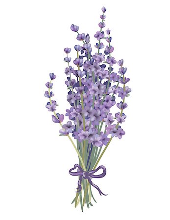 flowers bouquet vector - Coloured lavender bouquet. Objects can be easily regrouped. Drawn with illustrator's brushes and gradient mesh. Stock Photo - Budget Royalty-Free & Subscription, Code: 400-07214625