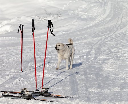 simsearch:400-06392340,k - Dog and skiing equipment on ski slope at nice day. Caucasus Mountains, Georgia, ski resort Gudauri. Stock Photo - Budget Royalty-Free & Subscription, Code: 400-07215534