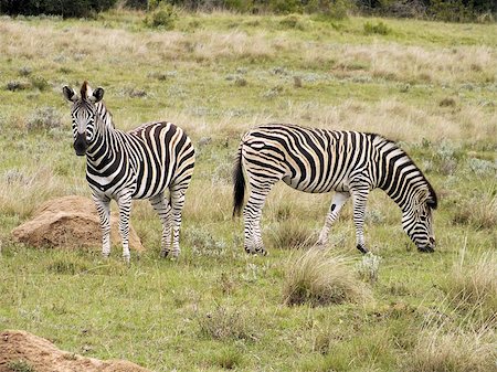 Zebra Feeding on the grass plains of South Africa's Addo National Park Stock Photo - Budget Royalty-Free & Subscription, Code: 400-07216540