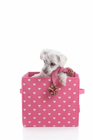 dog inside winter - Small white puppy dog wearing a winter scarf and in a pink and white love heart box. Stock Photo - Budget Royalty-Free & Subscription, Code: 400-07218012