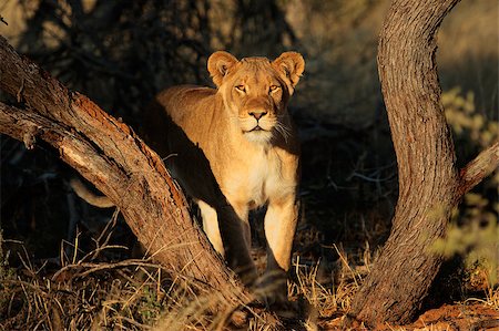 simsearch:400-04171805,k - Lioness (Panthera leo) in natural habitat, South Africa Stock Photo - Budget Royalty-Free & Subscription, Code: 400-07218687