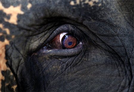 powerful eye in animal - Elephant eye close-up. Bali. Indonesia Stock Photo - Budget Royalty-Free & Subscription, Code: 400-07219233