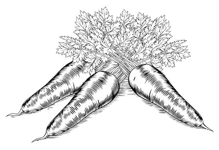 etching - A vintage retro woodcut print or etching style carrots illustration Stock Photo - Budget Royalty-Free & Subscription, Code: 400-07219555