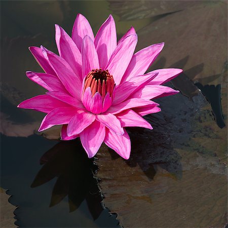 Flower fuchsia-colored Nymphaea nouchali star lotus or water lily in water pond Stock Photo - Budget Royalty-Free & Subscription, Code: 400-07210145