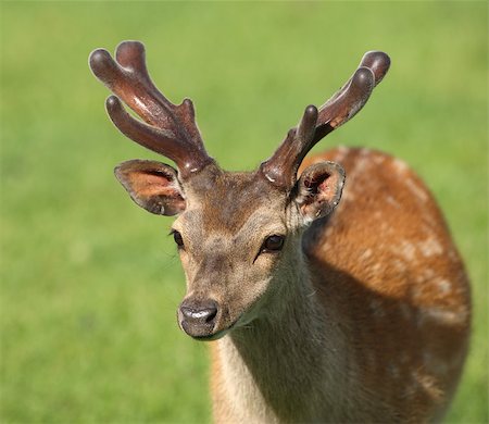 Close up of a young male Fallow Deer Photographie de stock - Aubaine LD & Abonnement, Code: 400-07210210