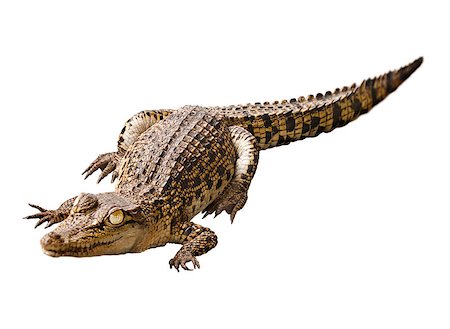 Cub crocodile isolated on white background Stock Photo - Budget Royalty-Free & Subscription, Code: 400-07210495