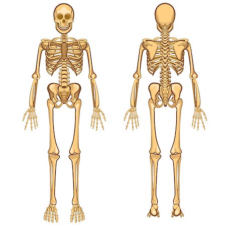 simsearch:400-05753572,k - Human Body Anatomy Skeleton and Internal Organ Vector Illustration Stock Photo - Budget Royalty-Free & Subscription, Code: 400-07212129