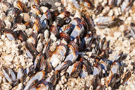 simsearch:400-05171275,k - close-up picture of sea shells at the rock, shallow DOF Stock Photo - Budget Royalty-Free & Subscription, Code: 400-07212266